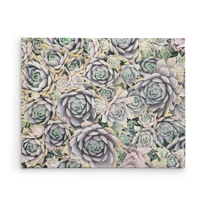 Succulents Forever