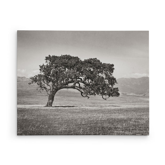 Windswept (B&W)