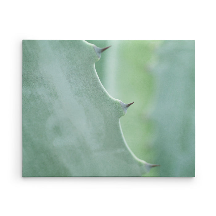 Aloe Spikes