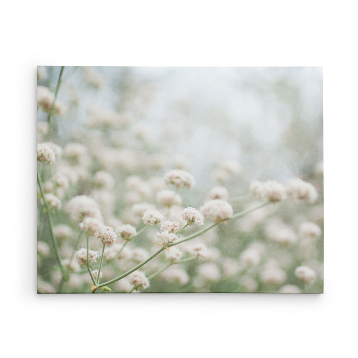 Ball-Balls of Cotton
