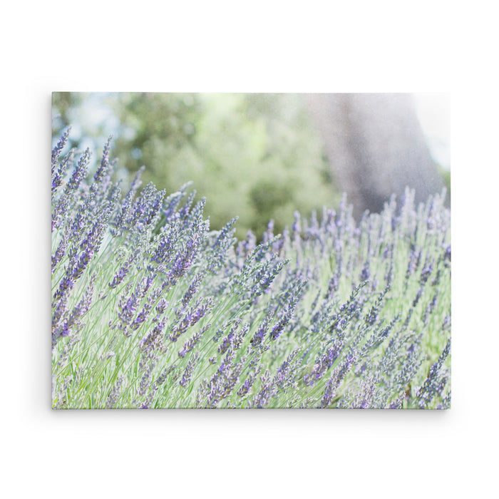 Fields of Lavender