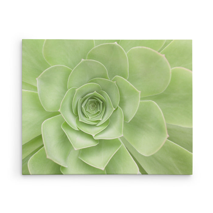 24x30 Botanical Canvas Print (Choose from 10+ Designs)