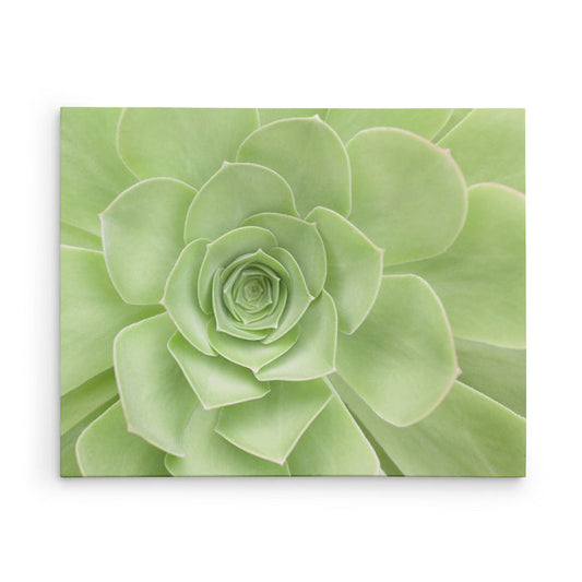 24x30 Botanical Canvas Print (Choose from 10+ Designs)