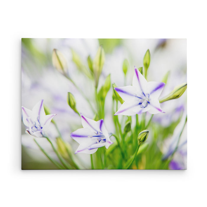 Spring Botanicals