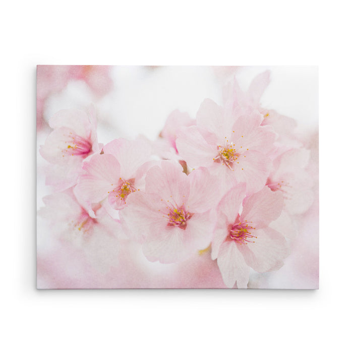 Cherry Blossom