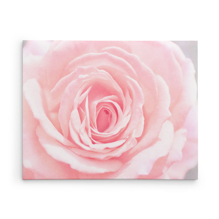 Pink Rose