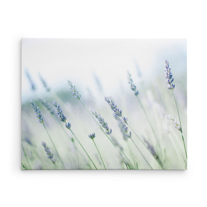 Buds of Lavender
