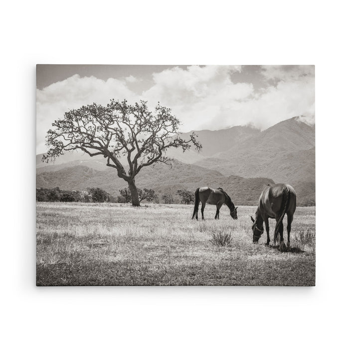 Santa Ynez Horses (B&W)