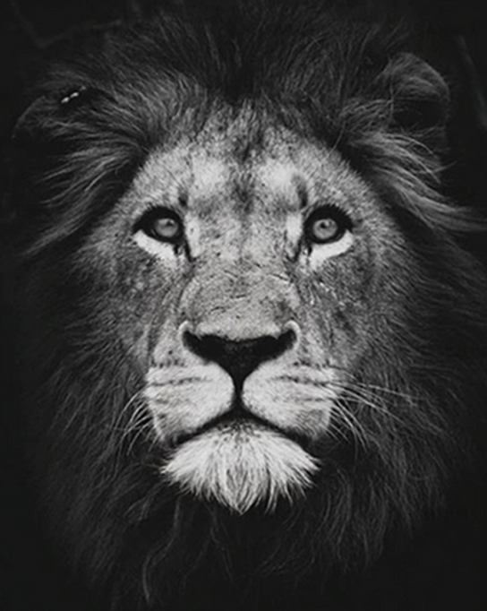 Lion Face Paint by Numbers