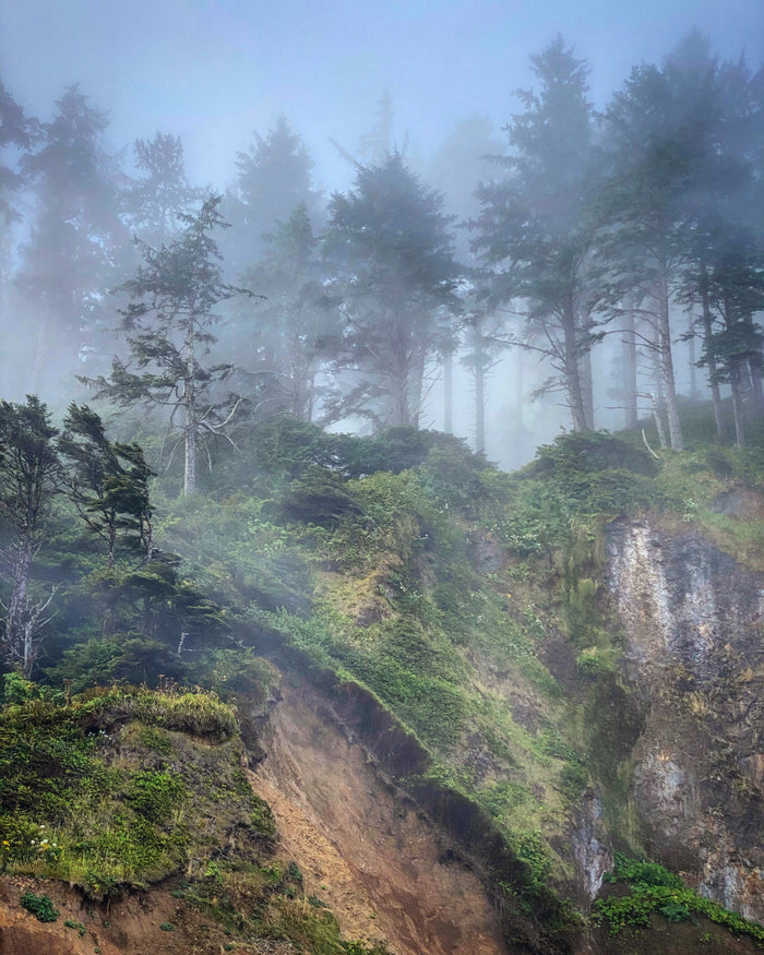 Mist In The Trees Original Photography Paper Prints & Framed Metal Prints