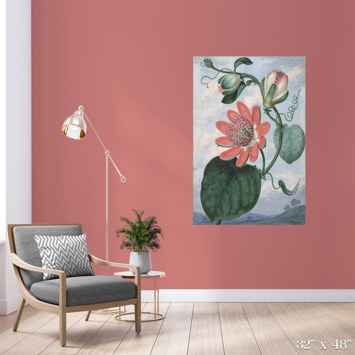 Passion Flower Colossal Art Print