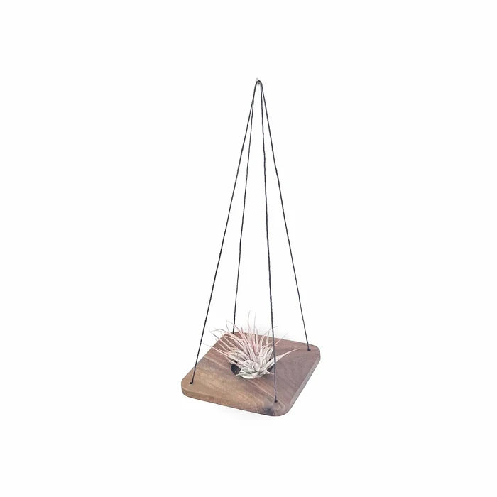 Single Swing With Air Plant