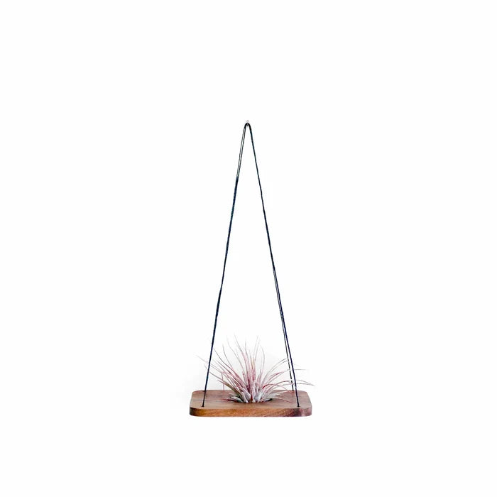 Single Swing With Air Plant
