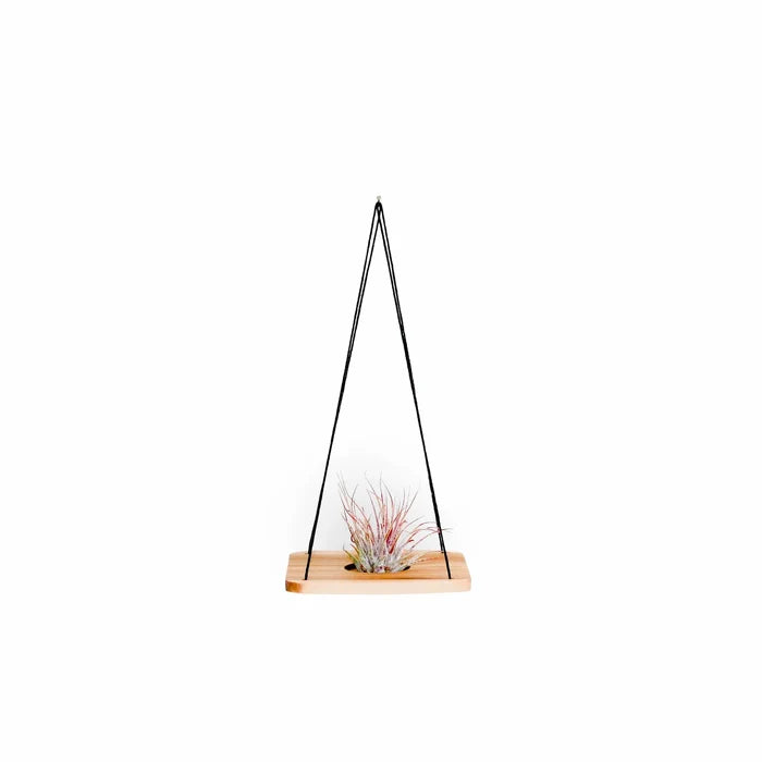 Single Swing With Air Plant