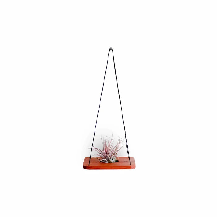 Cedar / Single