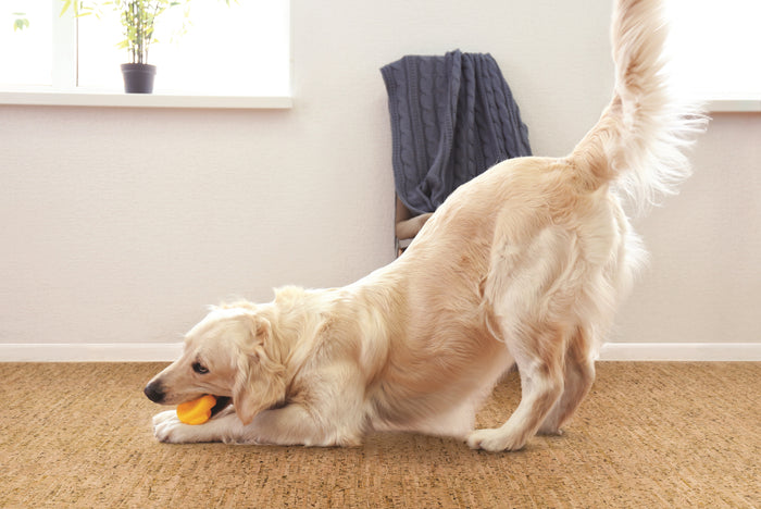 Wicanders Cork Go Floating Plank - Whim with dog room scene